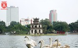 Bất ngờ ngắm đàn thiên nga bơi lội giữa hồ Hoàn Kiếm